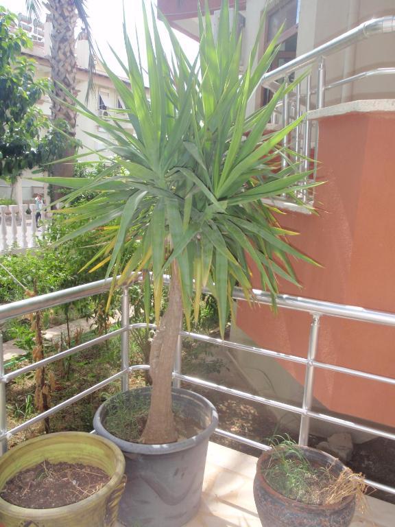 Otel Aloe Apart